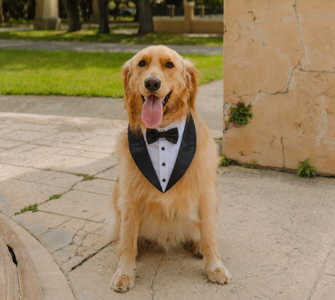 Golden-brown dog wearing a custom tuxedo bib with black bow tie outdoors